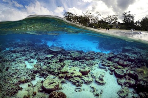 Great Barrier Reef at risk