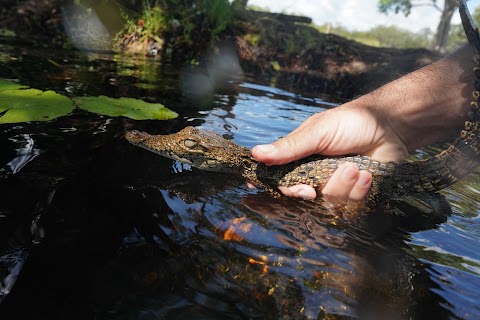 Cuban scientists race to save one of the world’s rarest crocodiles