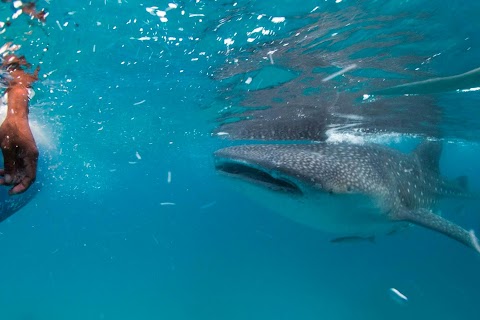 The whale shark feeders