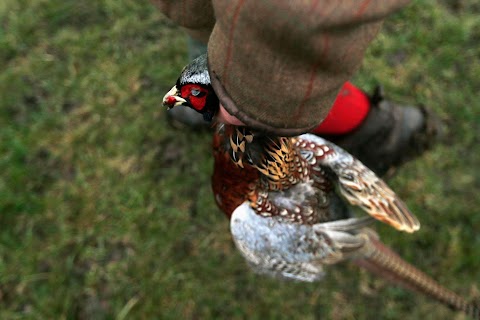 On a pheasant hunt