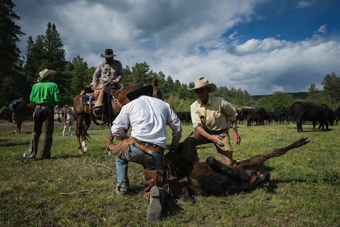 Colorado cattle drive