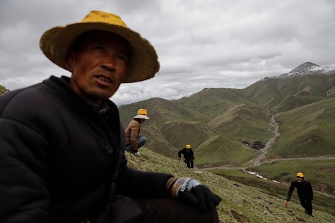 As Chinese mountains get hotter, 'cure-all' fungus dwindles