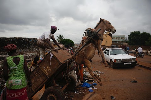 In Mali, donkeys help with the fight against waste
