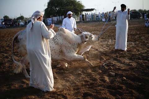 Bloodless bullfighting