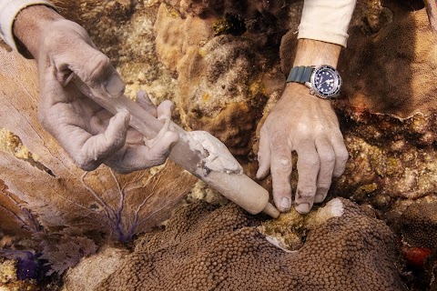 The race to save the coral of the Caribbean