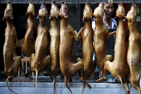Dog-meat festival