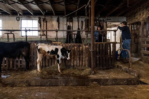 NAFTA deal gives little help to U.S. dairy farmers