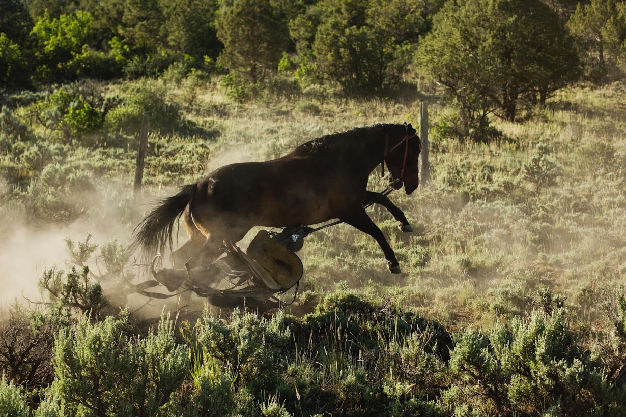 Ускакала лошадка. Ранчо Рикон. Австралийская пастушья лошадь. Ранчо зорро. Ковбойское ранчо.