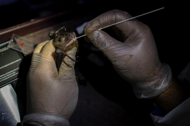 By catching bats, these ‘virus hunters’ hope to prevent the next pandemic |  The widest image