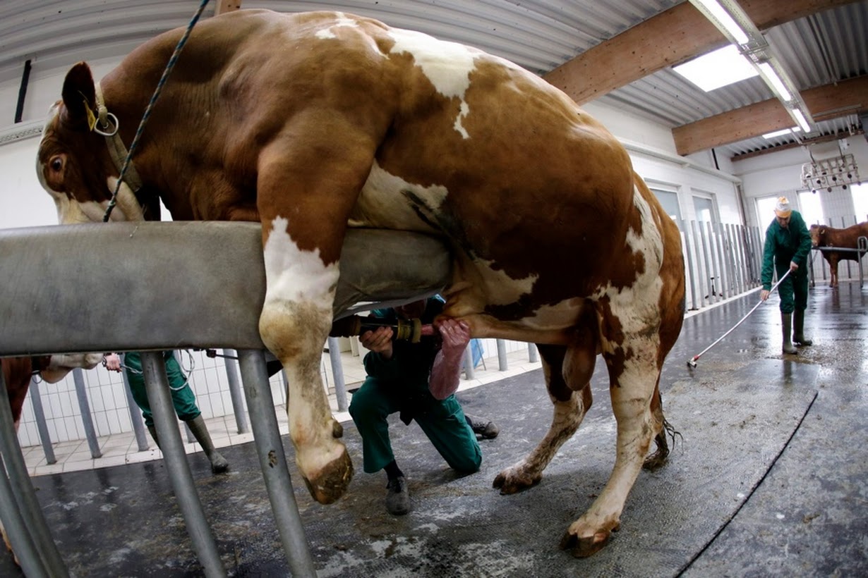 A vet at the centre kneels down to collect semen as a bull lavishes its aff...